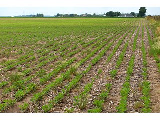 Property photo 69 - LAND AUCTION - 700+/- ACRES OFFERED IN 16 TRACTS IN ALLEN COUNTY, INDIANA